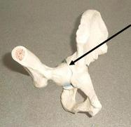 hip joint